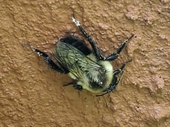 Bombus impatiens
