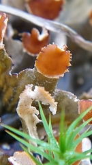 Peltigera membranacea