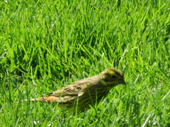 Emberiza citrinella caliginosa
