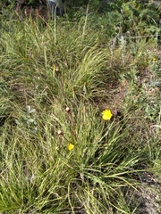 Tragopogon pratensis