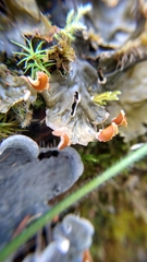 Peltigera membranacea