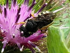Pseudoanthidium nanum