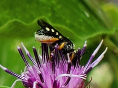 Pseudoanthidium nanum