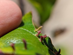 Eriophyes emarginatae