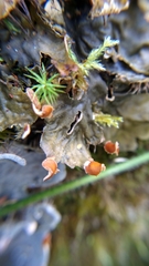 Peltigera membranacea