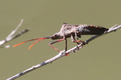 Leptoglossus phyllopus