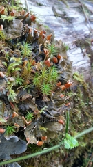 Peltigera membranacea