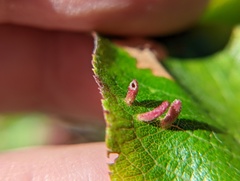 Eriophyes emarginatae