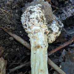 Amanita muscaria guessowii