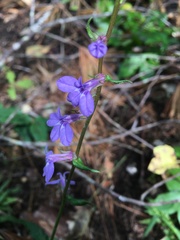 Lobelia amoena