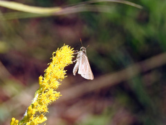 Panoquina panoquin