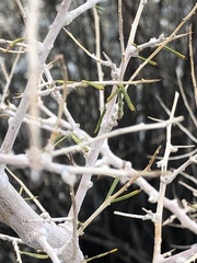 Psorothamnus schottii