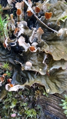 Peltigera membranacea