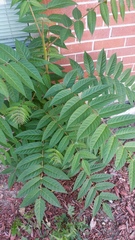 Ailanthus altissima