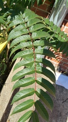 Ailanthus altissima