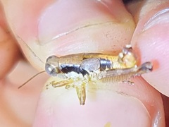 Melanoplus withlacoocheensis