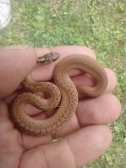 Storeria storerioides