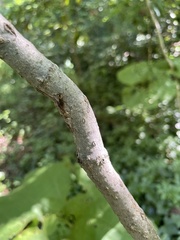 Holcocephala