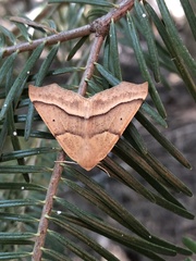 Tetracis jubararia