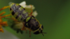 Odontomyia rufipes