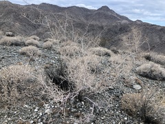 Psorothamnus schottii