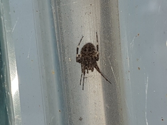 Neoscona nautica