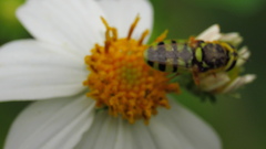 Odontomyia rufipes
