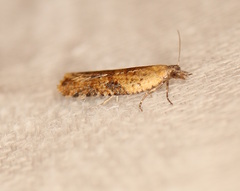 Constrictana constrictana