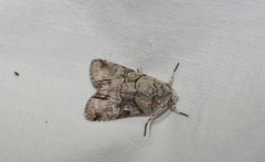 Sympistis chionanthi