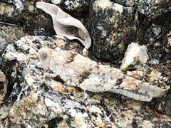 Cibolacris parviceps