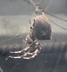 Araneus gemma