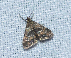 Elophila obliteralis