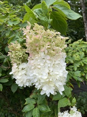 Hydrangea paniculata