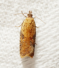 Constrictana constrictana