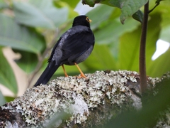 Turdus flavipes