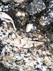 Cibolacris parviceps