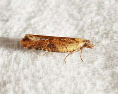 Constrictana constrictana