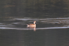 Callonetta leucophrys