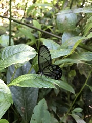 Pseudohaetera hypaesia