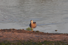 Callonetta leucophrys