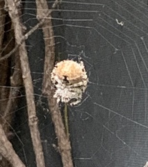Araneus gemma