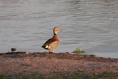Callonetta leucophrys