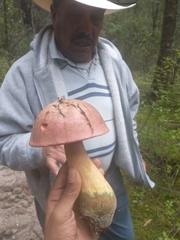 Neoboletus