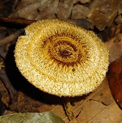 Lentinus crinitus