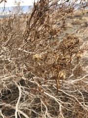 Peucephyllum schottii