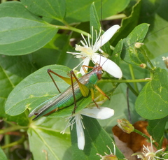 Orchelimum pulchellum