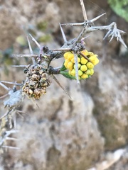 Berberis chilensis