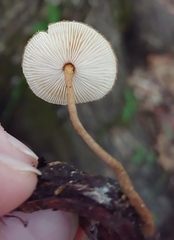 Lentinus crinitus
