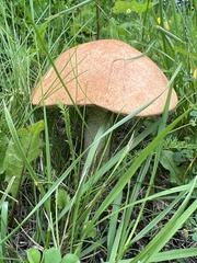 Leccinum aurantiacum