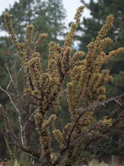 Purshia tridentata